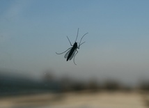Dobra komarzyca