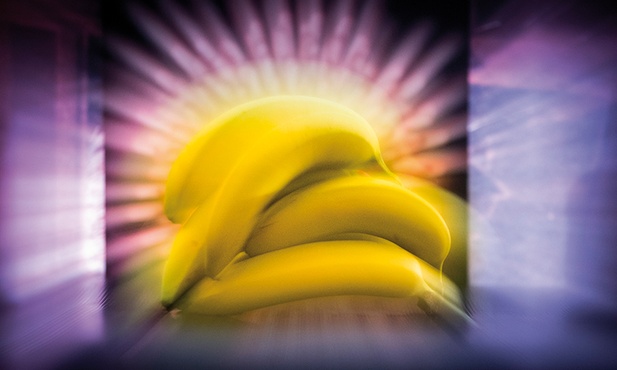 Kilogram bananów jest tylko 10 razy mniej promieniotwórczy od kilograma rudy uranu.