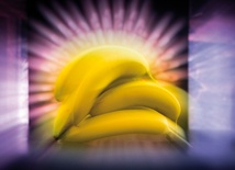 Kilogram bananów jest tylko 10 razy mniej promieniotwórczy od kilograma rudy uranu.