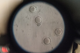 Naukowcy przeciwni programowi in vitro