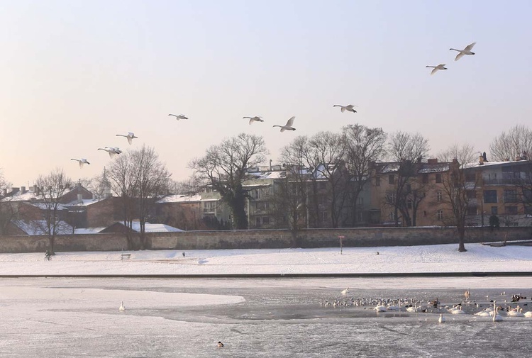 Zamarznięta Wisła w centrum Krakowa