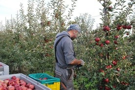 Owocowe trendy zimą, biostymulacja i przechowywanie