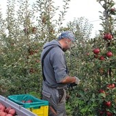 Owocowe trendy zimą, biostymulacja i przechowywanie