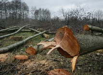 Szykuje się zmiana prawa ws. wycinki drzew