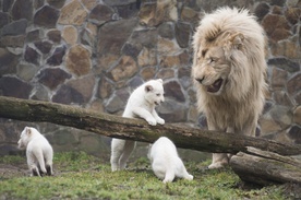 Król lew i małe królewiątka