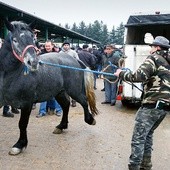 Spacer konia  na jarmarcznym  wybiegu jest niezbędny  do prezentacji  walorów zwierzęcia.