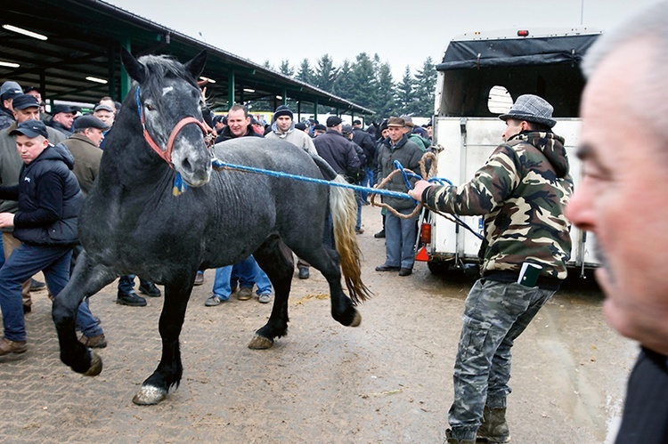 Spacer konia  na jarmarcznym  wybiegu jest niezbędny  do prezentacji  walorów zwierzęcia.