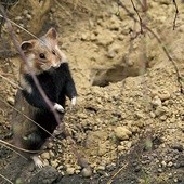 Nocne zwierzątko na nowej wystawie – podobne żyją na polach pod miastem.