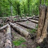 Nadleśnictwo Białowieża: czasowy zakaz wstępu do lasu