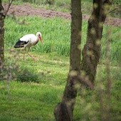 ▲	Bocian wysiaduje 3–4 pisklęta; jeśli pogoda latem jest sprzyjająca, może być ich więcej.  Problemem dla ptaków jest dieta. W upalne lata młode są karmione żabami, które są nosicielami pasożytów. Zakażone nimi pisklęta nie klekoczą i są wyrzucane z gniazd. Bociany powinny się żywić  m.in. chrząszczami i dżdżownicami.