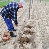 ▲	Uprawa tych roślin nie zmieniła się od wieków. Wszystkie prace wykonywane są ręcznie.