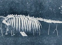 Szkielet krowy morskiej do dziś przechowywany jest w Muzeum Zoologicznym Uniwersytetu Lwowskiego