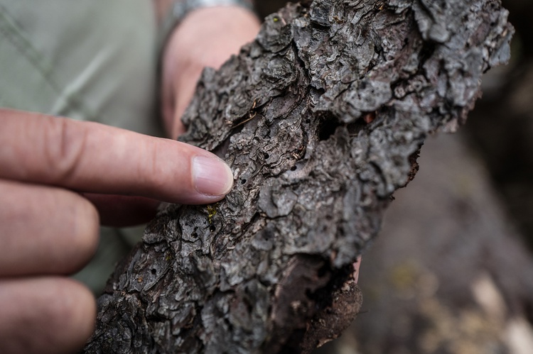 Perły z listy UNESCO. Puszcza Białowieska