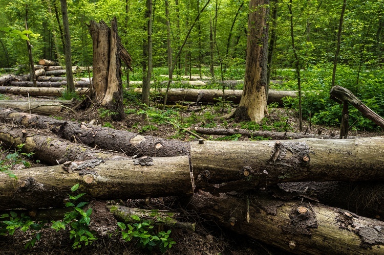 Perły z listy UNESCO. Puszcza Białowieska