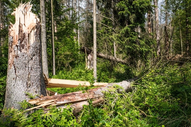 Perły z listy UNESCO. Puszcza Białowieska