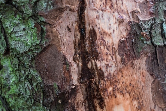 Perły z listy UNESCO. Puszcza Białowieska