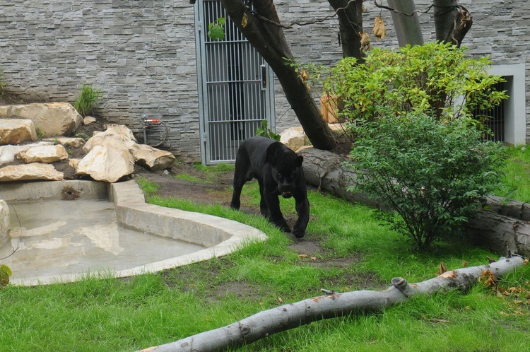 Nowe pawilony w krakowskim zoo