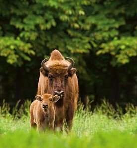 W Puszczy Białowieskiej żyje obecnie  około 600 żubrów.