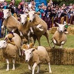 Doroczny Sheep Racing – wyścig owiec – odbywa się od niepamiętnych czasów tylko w jednym miejscu  na świecie.