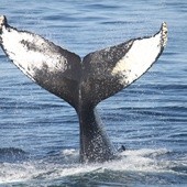 Rosja: 13-metrowy wieloryb ugrzązł w rzece