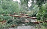 Na wielu drogach między Łodzią a Warszawą nadal zalegają powalone drzewa