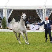 Aukcja Pride of Poland w tym roku nie zachwyciła