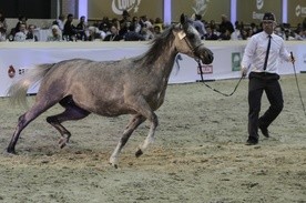 410 tys. euro za konie na aukcji Pride of Poland w Janowie Podlaskim