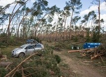 Lasy Państwowe: To największa klęska w dziejach polskiego leśnictwa
