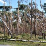 Pomoc w usuwaniu skutków wichury na Pomorzu