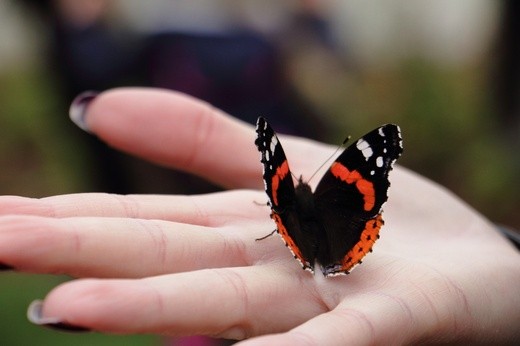 Otwarcie pierwszego w Polsce ogrodu motyli