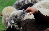 Wypas owiec na Błoniach