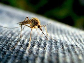 Włochy: Czterolatka, która nie była za granicą, zmarła na malarię