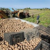 Ziemia, którą uprawiają mieszkańcy wsi Basin, jest urodzajna. Propozycja budowy ogromnego lotniska w tej okolicy im się nie podoba.