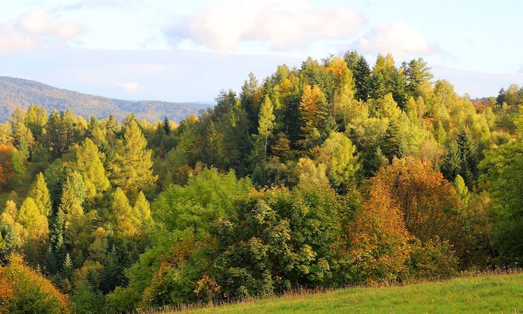 Piwniczna, Piwowarówka - Różaniec do Granic