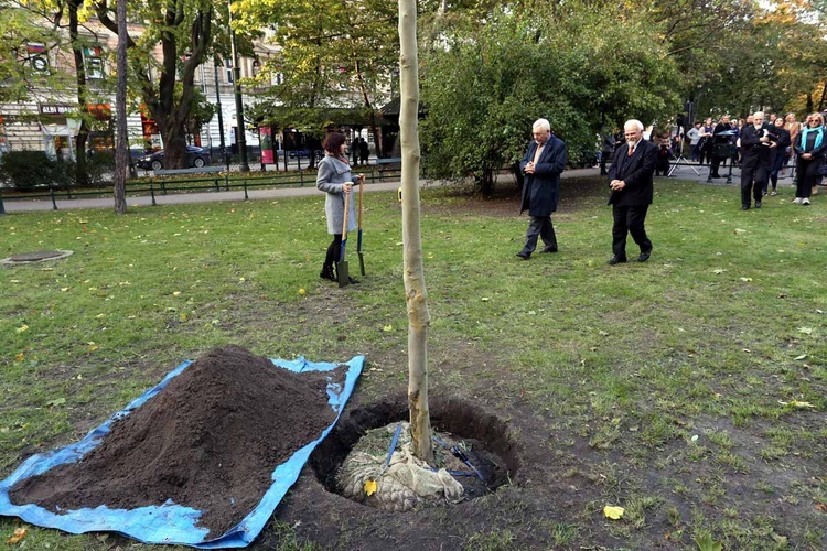 Platan upamiętniający Kościuszkę