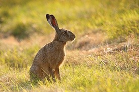 Zając ma wielu wrogów,  ale natura nie pozostawiła go bezbronnym.  Szare futro świetnie maskuje,  a umiejętność szybkiego biegania pozwala mu uciec  od wielu niebezpieczeństw