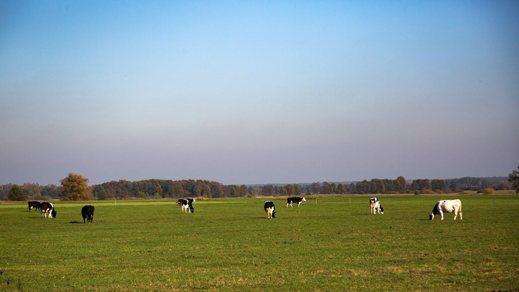 Droga na Ostrołękę, czyli polska kuchnia przydrożna