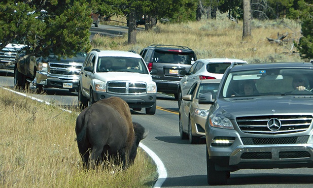Bizony spacerujące między samochodami to w Yellowstone, najstarszym na świecie parku narodowym, widok codzienny