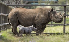 Mały nosorożec czarny