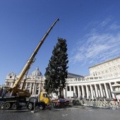 Na placu Świętego Piotra ustawiono choinkę z Polski