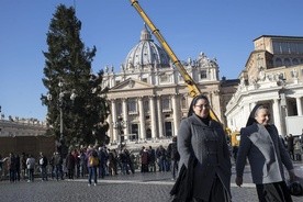 Choinka z Polski już w Watykanie