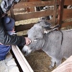 Żywa szopka przy ul. Wittiga