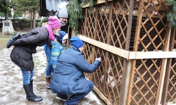 Para rozgęganych gęsi cieszy się sympatią małych i dużych