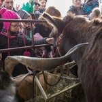 Nowy Sącz - Orszak Trzech Króli 2018