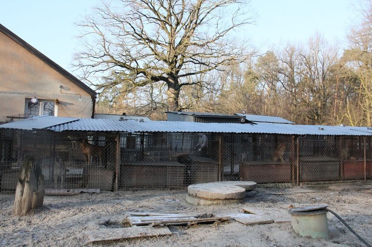 Schronisko dla psów w Krzesimowie