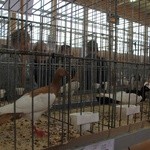 Wystawa gołębi rasowych w Kompinie