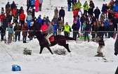 Góralskie wyścigi na śniegu