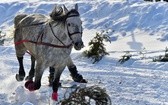 Parada Gazdowska i wyścigi kumoterek