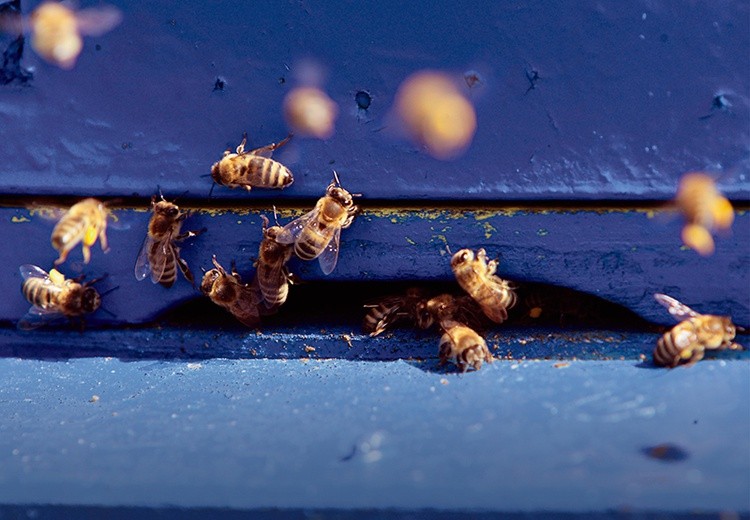 Naukowcy od dawna obserwują pszczoły, zastanawiając się nad przyczynami ich wymierania.