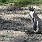 Warszawskie ZOO ma 90 lat